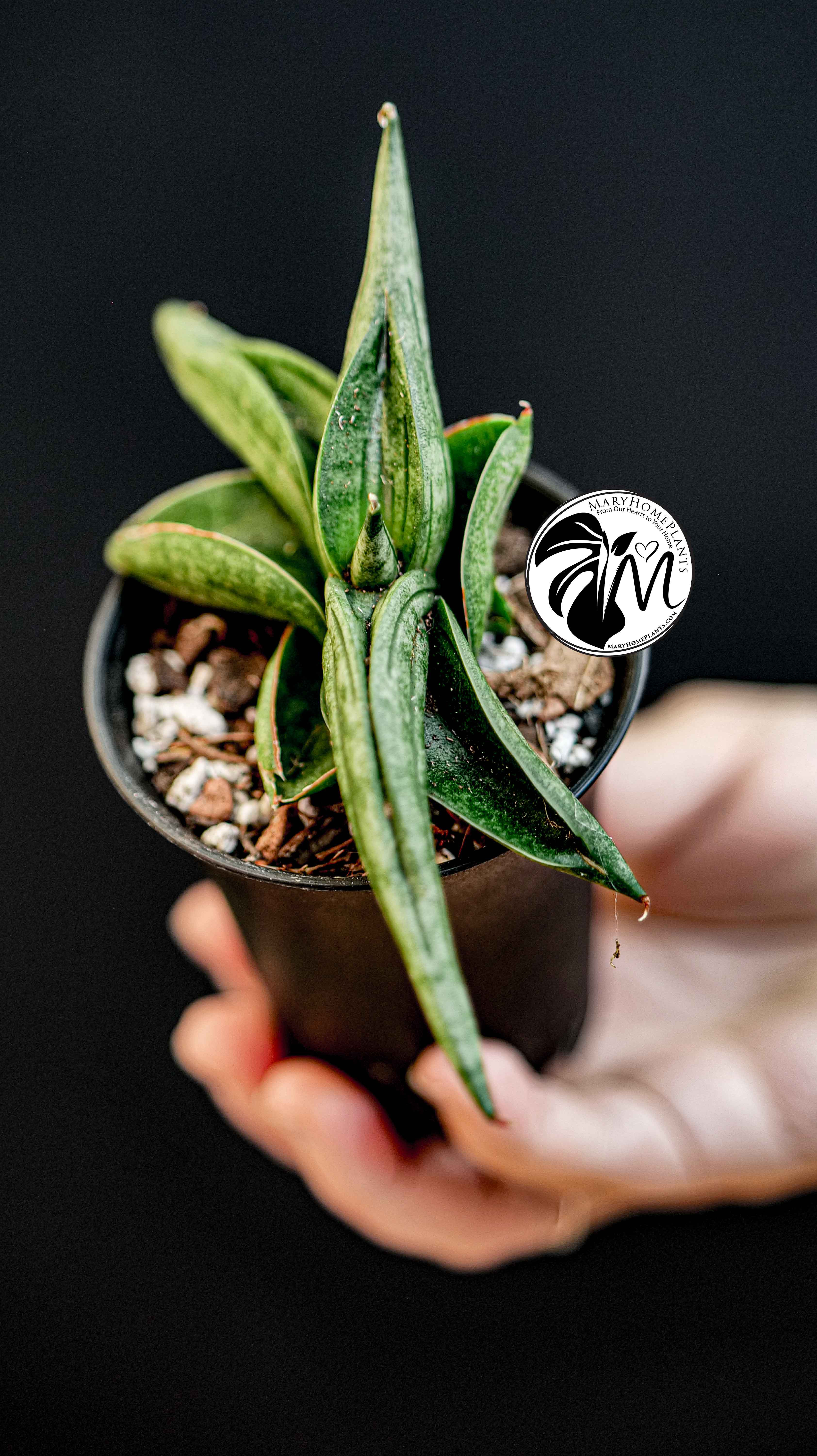 Sansevieria