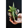 Sansevieria