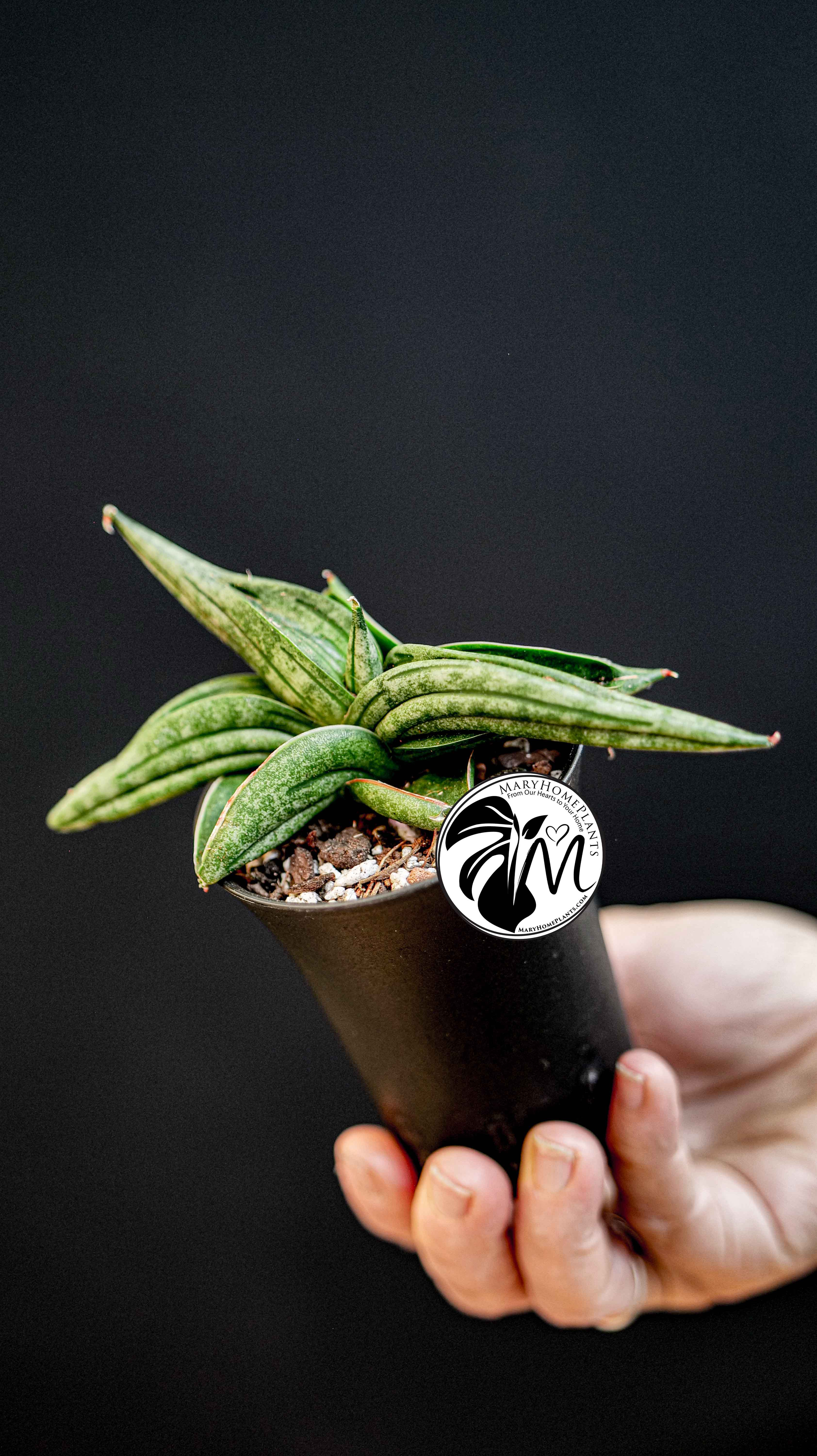 Sansevieria