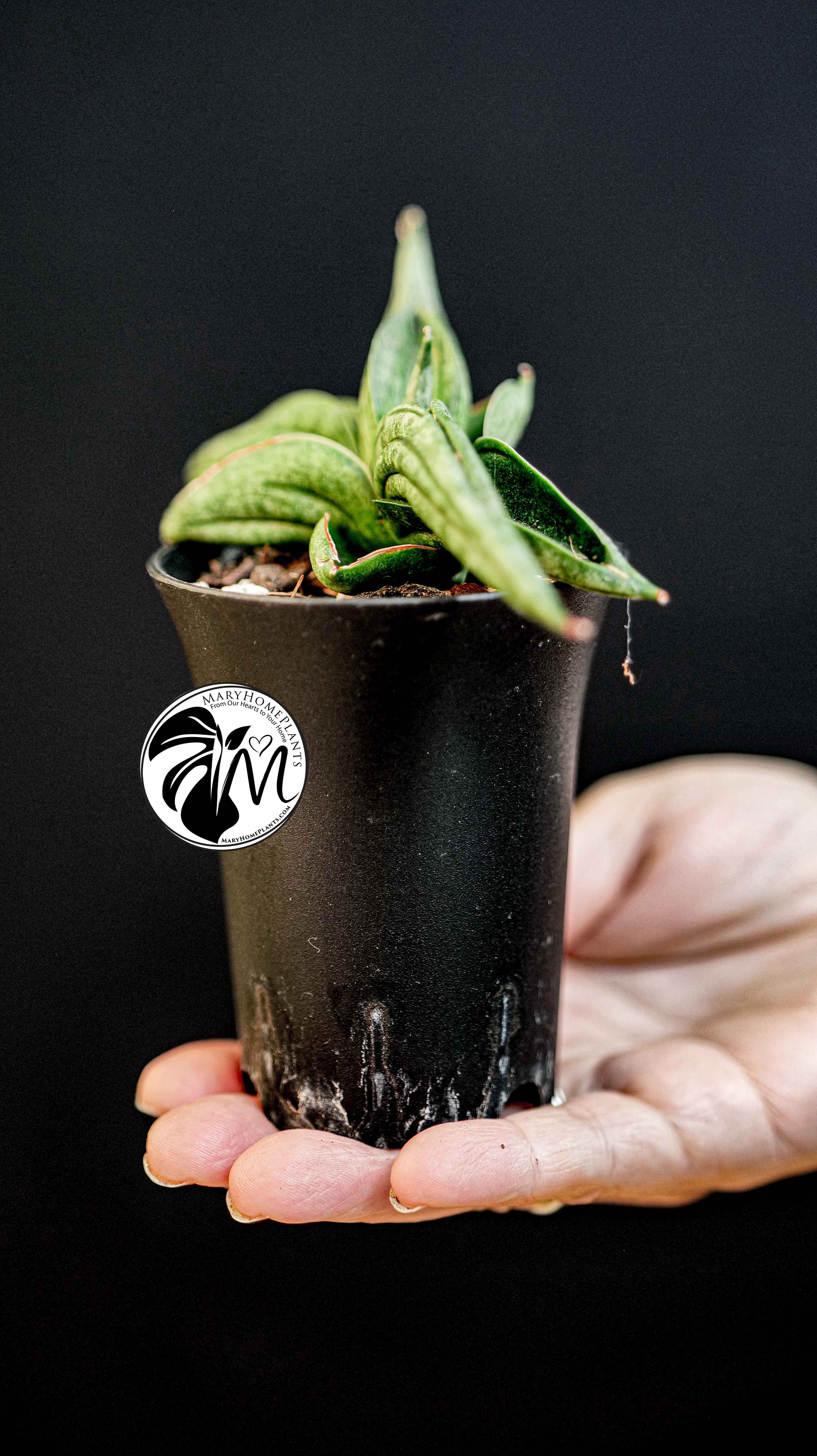Sansevieria