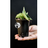 Sansevieria