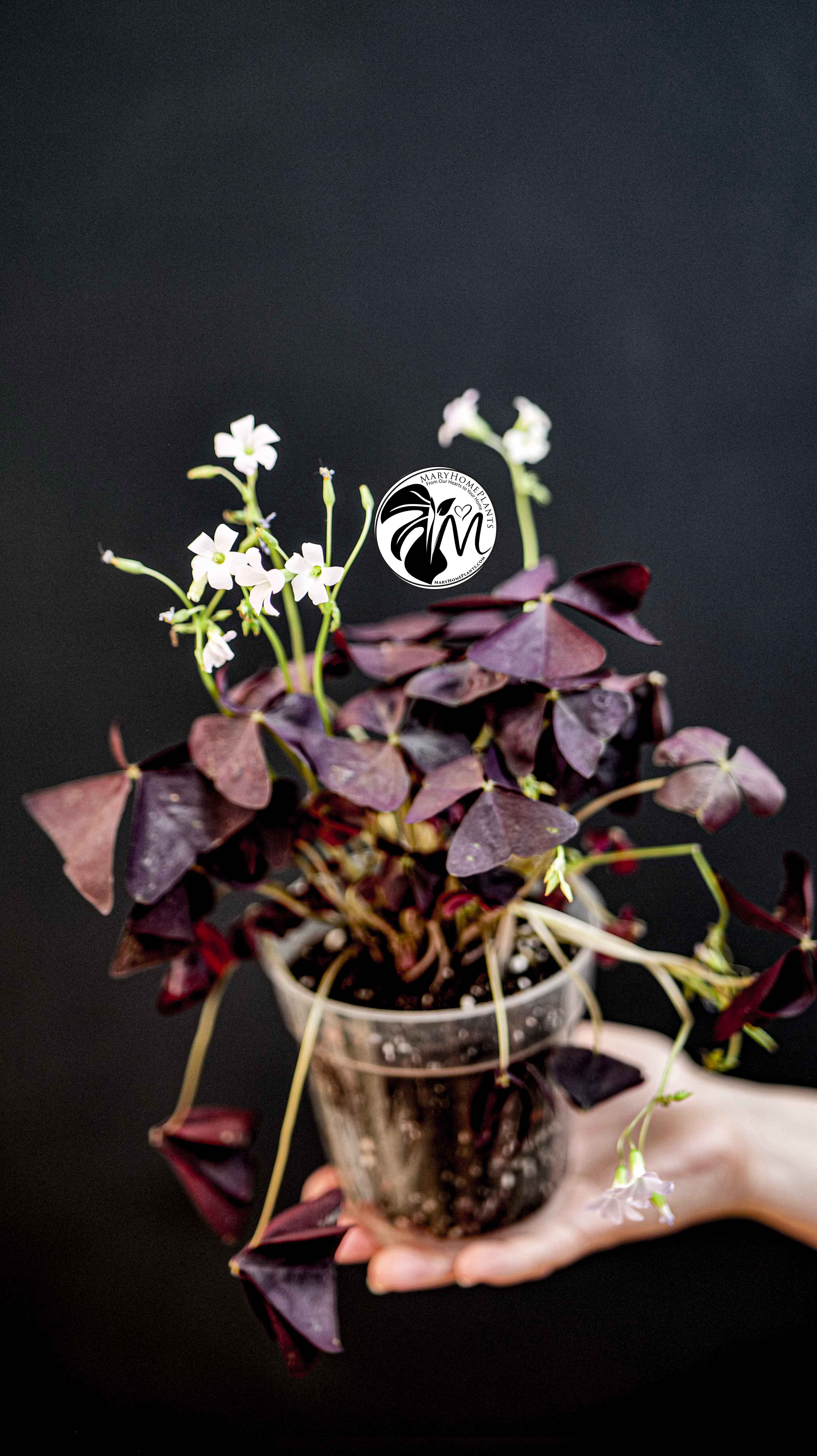 Oxalis Triangularis Mijke