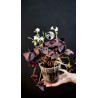 Oxalis Triangularis Mijke