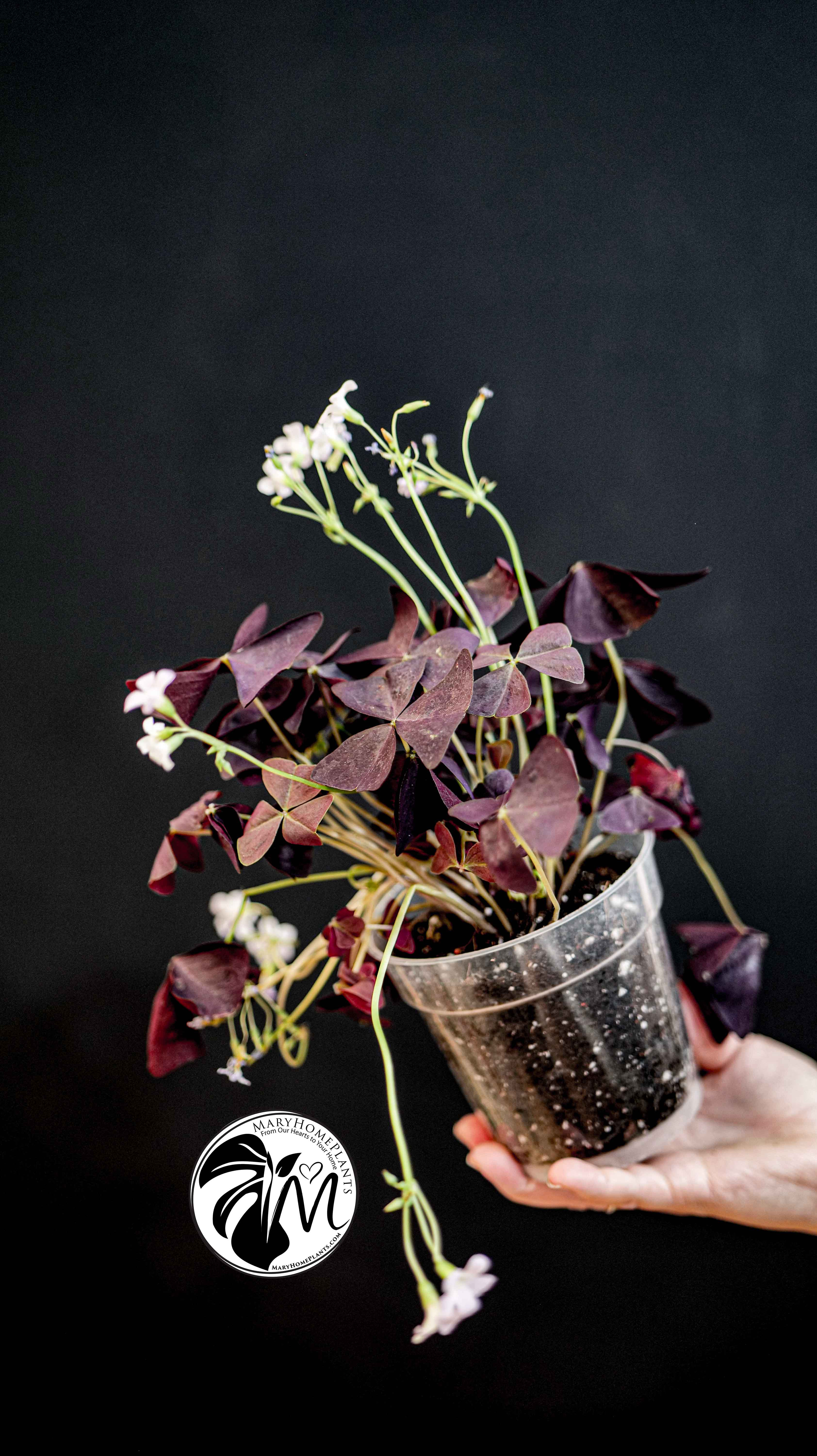 Oxalis Triangularis Mijke