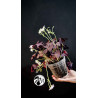 Oxalis Triangularis Mijke