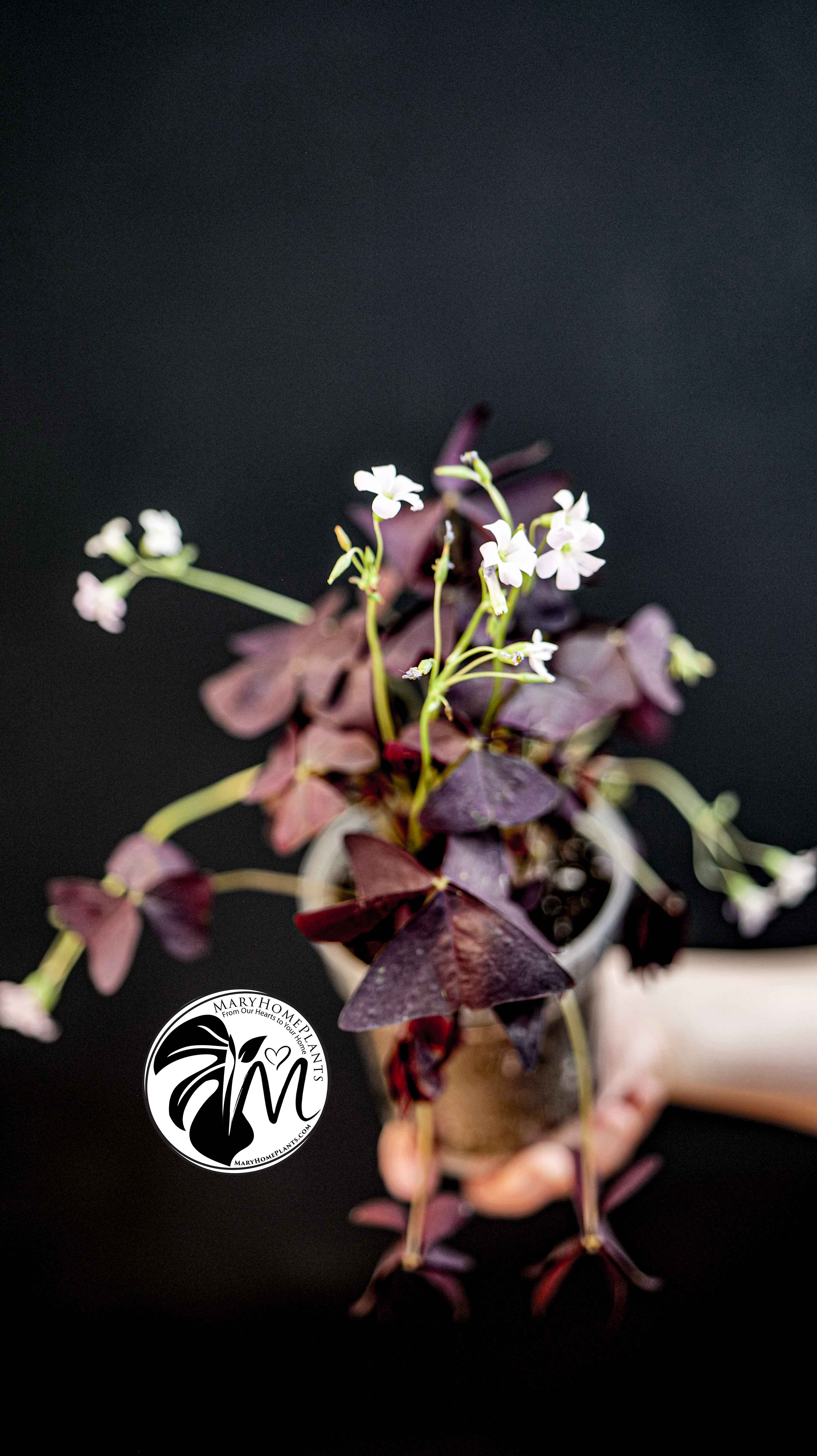 Oxalis Triangularis Mijke