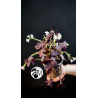 Oxalis Triangularis Mijke