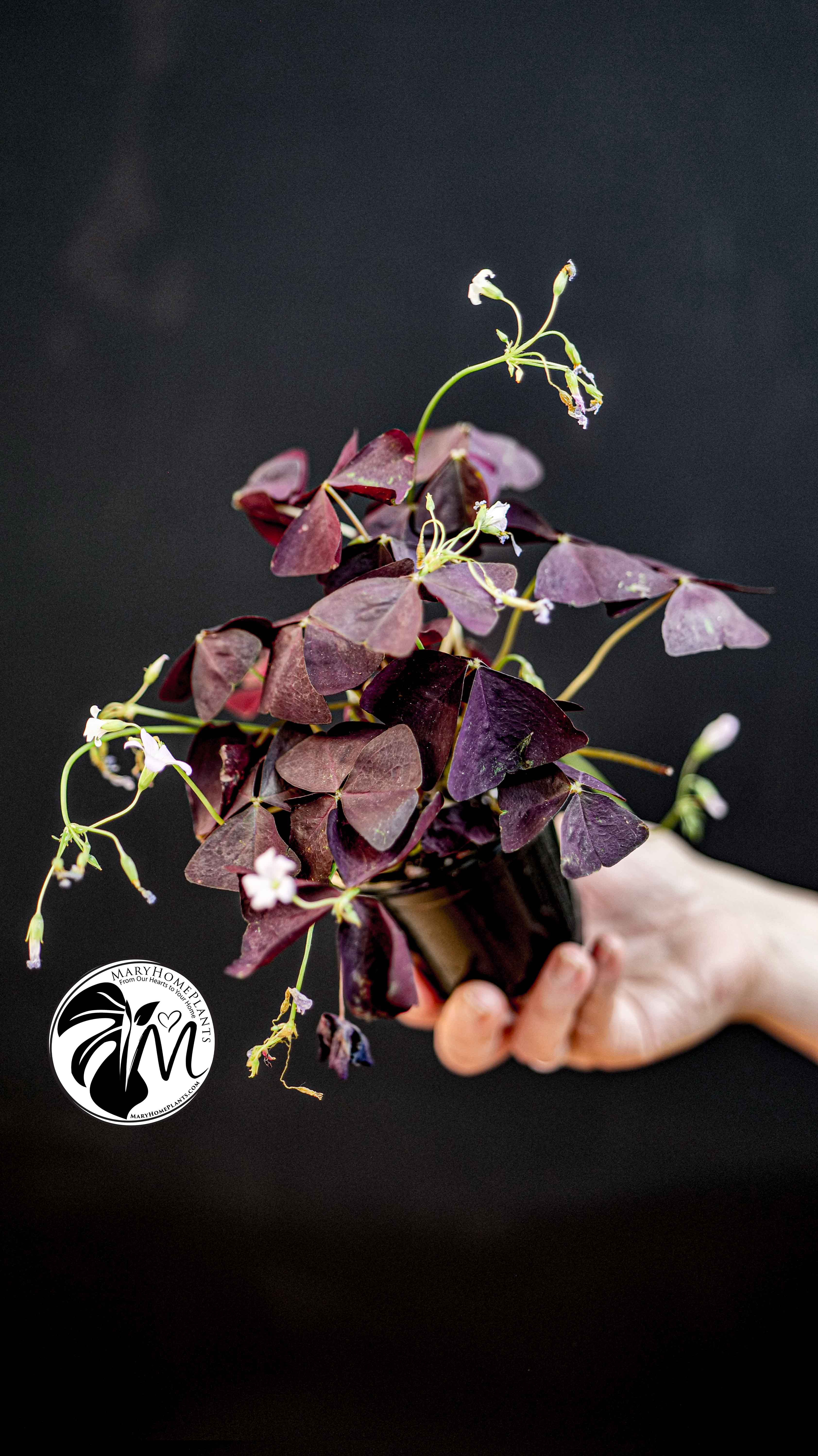 Oxalis Triangularis Mijke