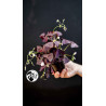 Oxalis Triangularis Mijke