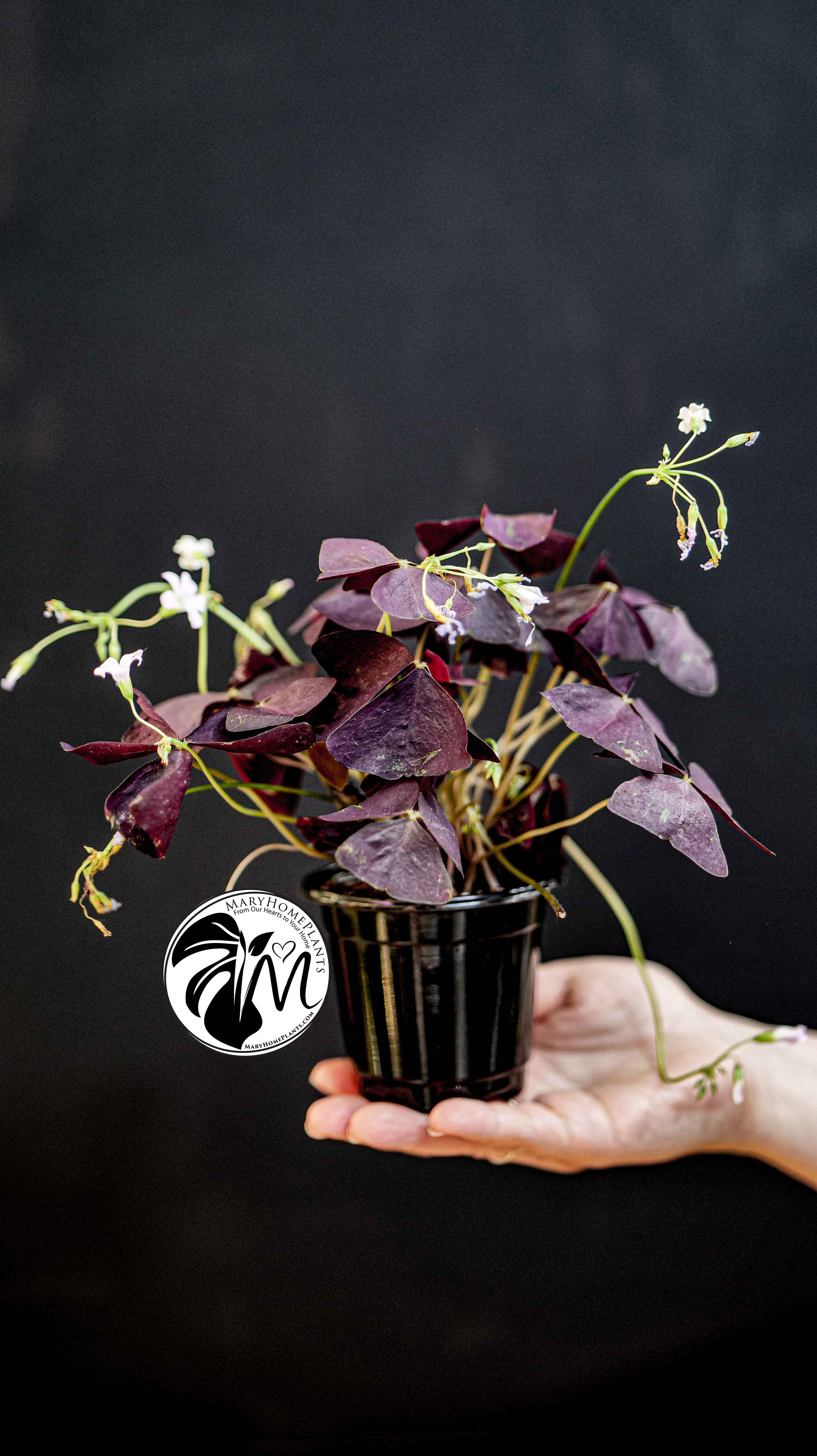 Oxalis Triangularis Mijke