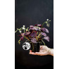 Oxalis Triangularis Mijke