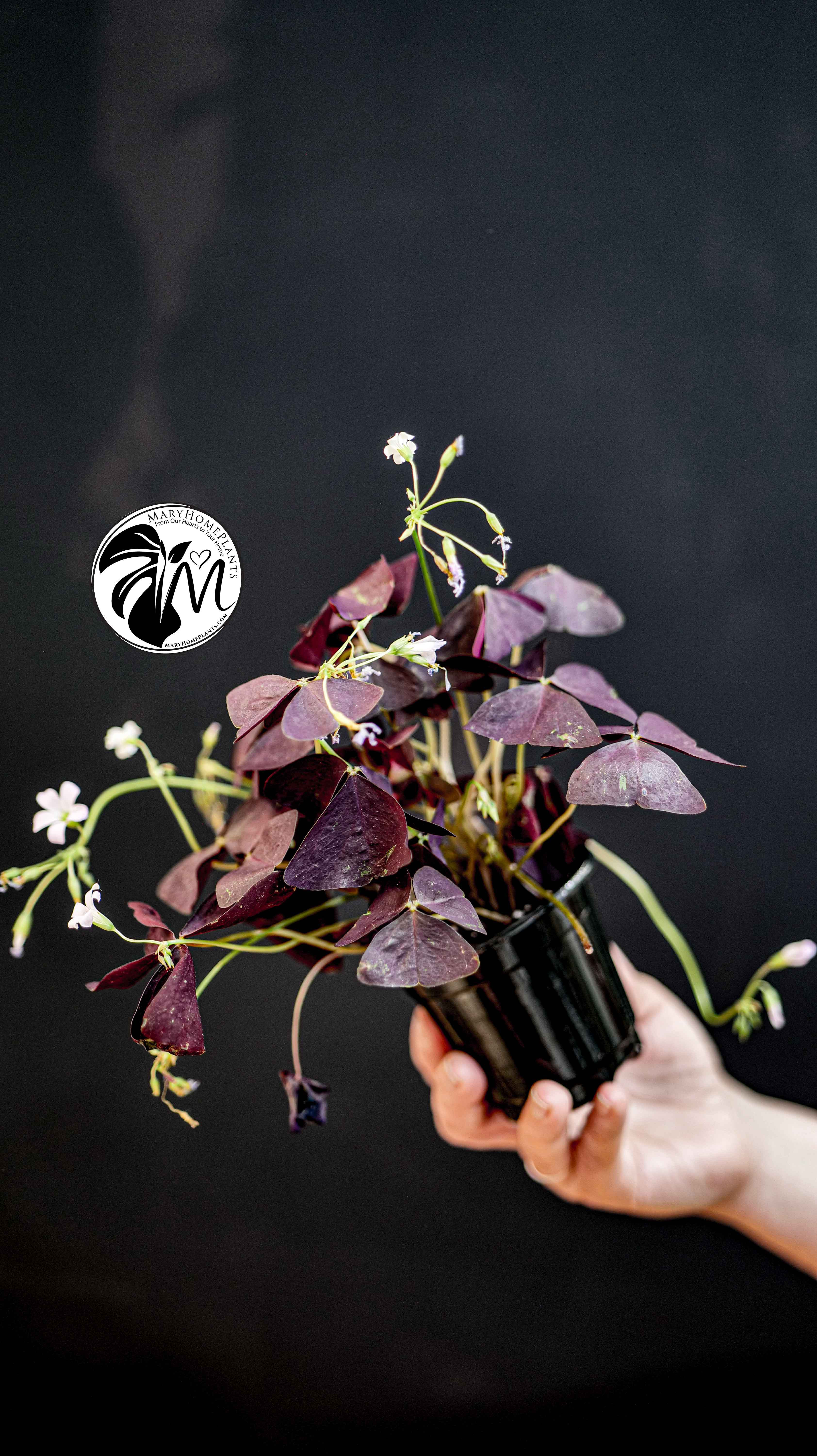 Oxalis Triangularis Mijke