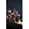 Oxalis Triangularis Mijke