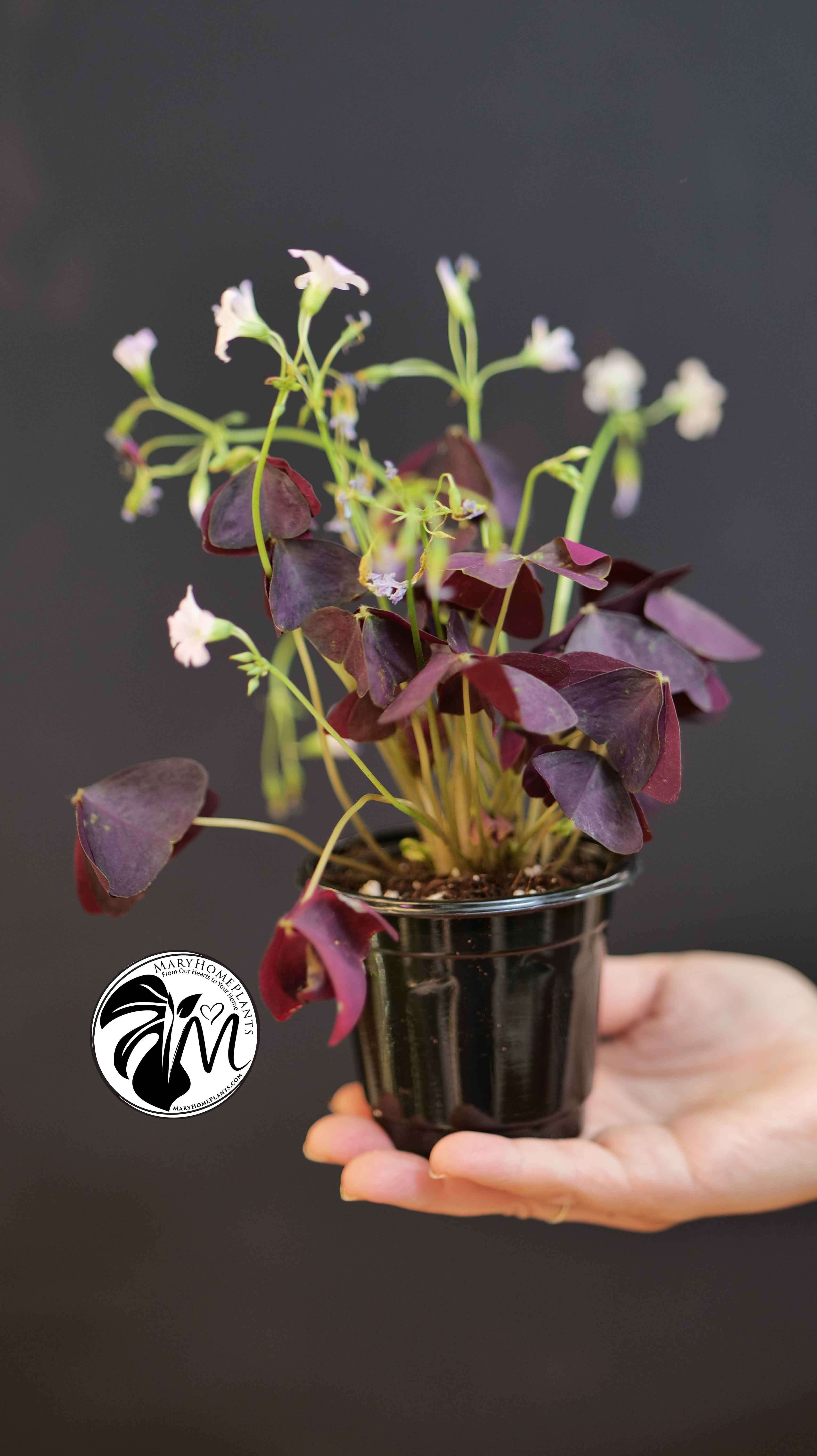Oxalis Triangularis Mijke