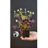 Oxalis Triangularis Mijke