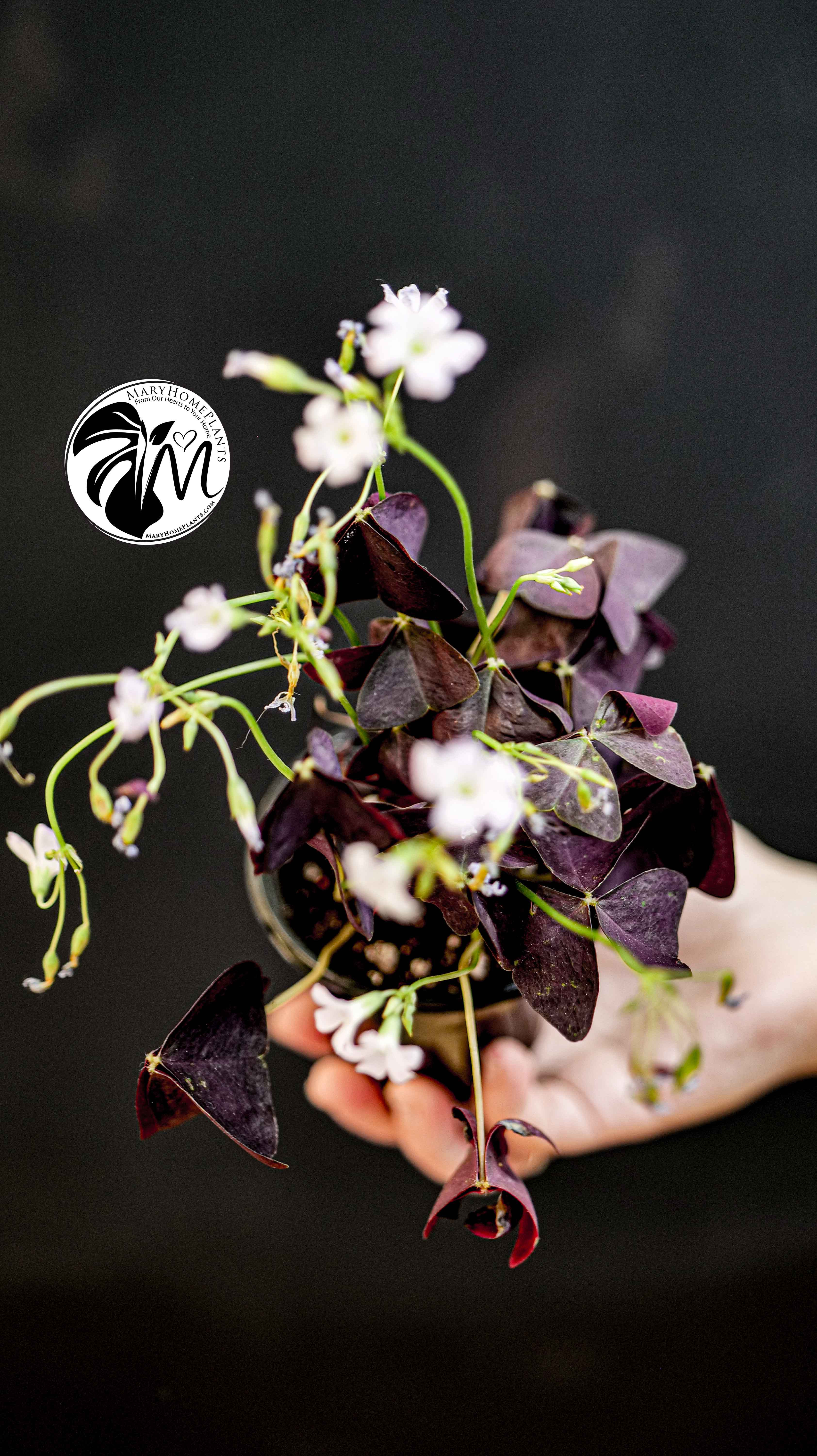 Oxalis Triangularis Mijke