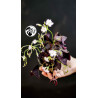Oxalis Triangularis Mijke