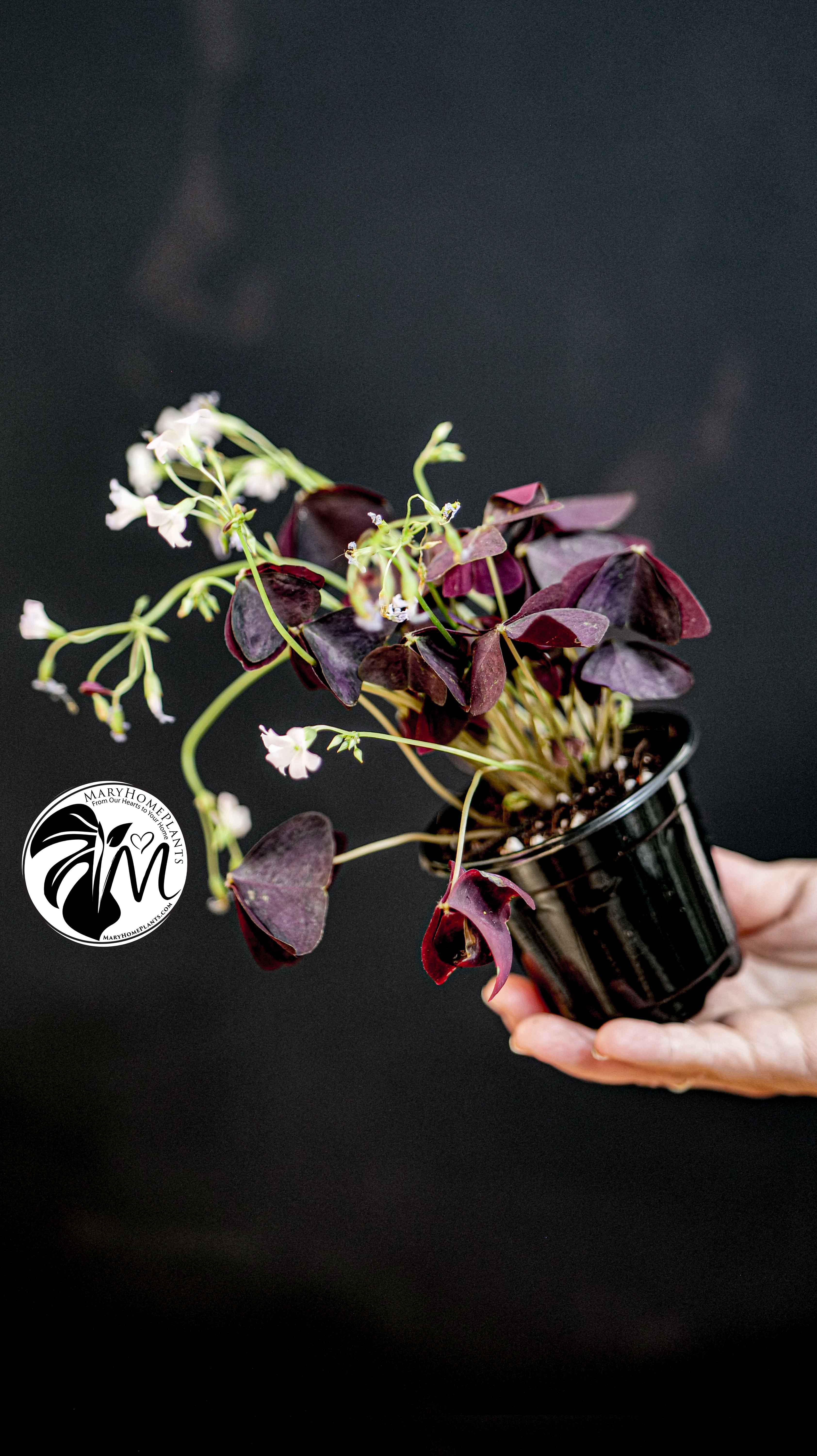 Oxalis Triangularis Mijke