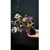 Oxalis Triangularis Mijke