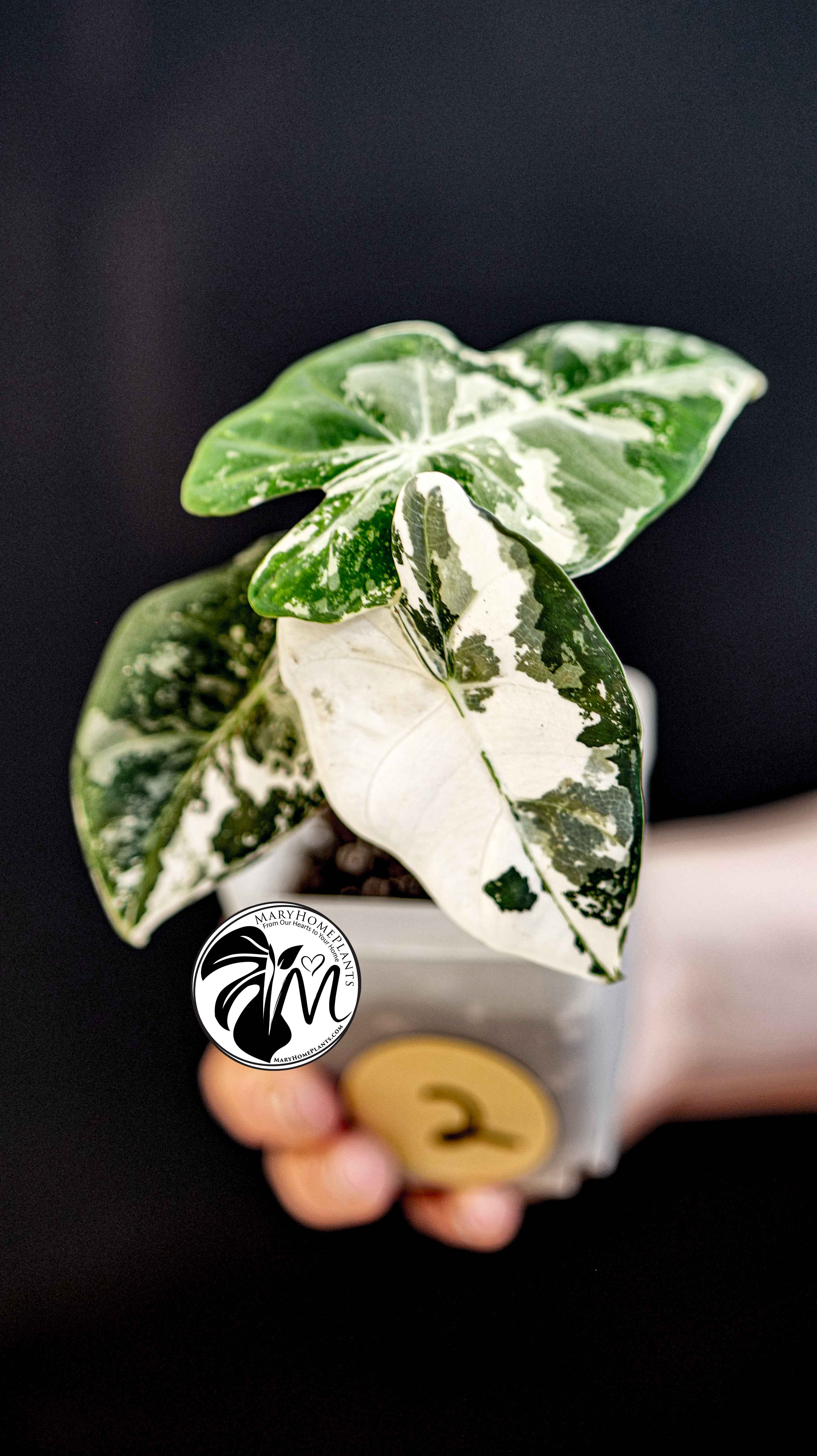 Alocasia Micholitziana Frydek Variegated