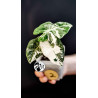 Alocasia Micholitziana Frydek Variegated