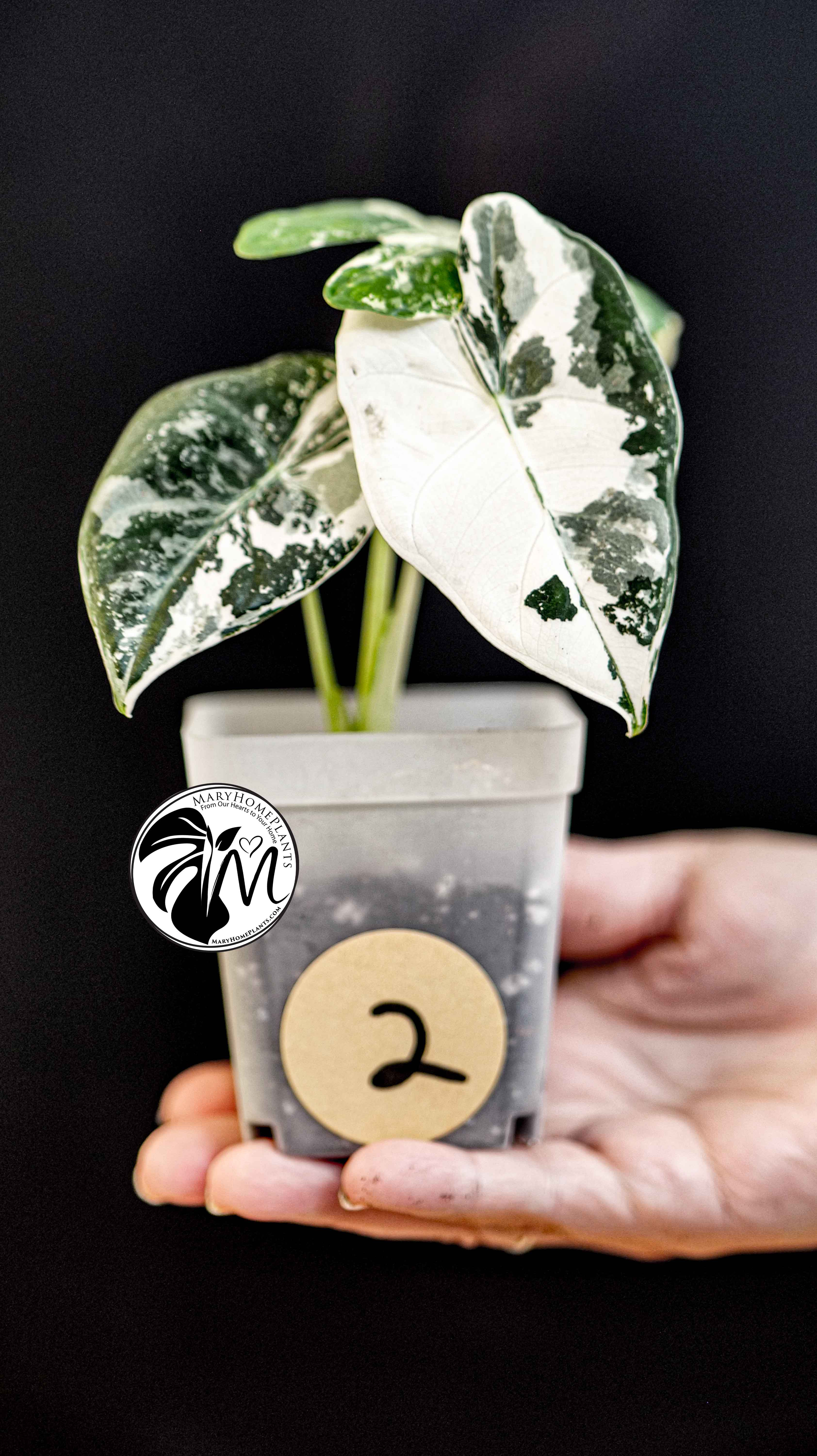 Alocasia Micholitziana Frydek Variegated