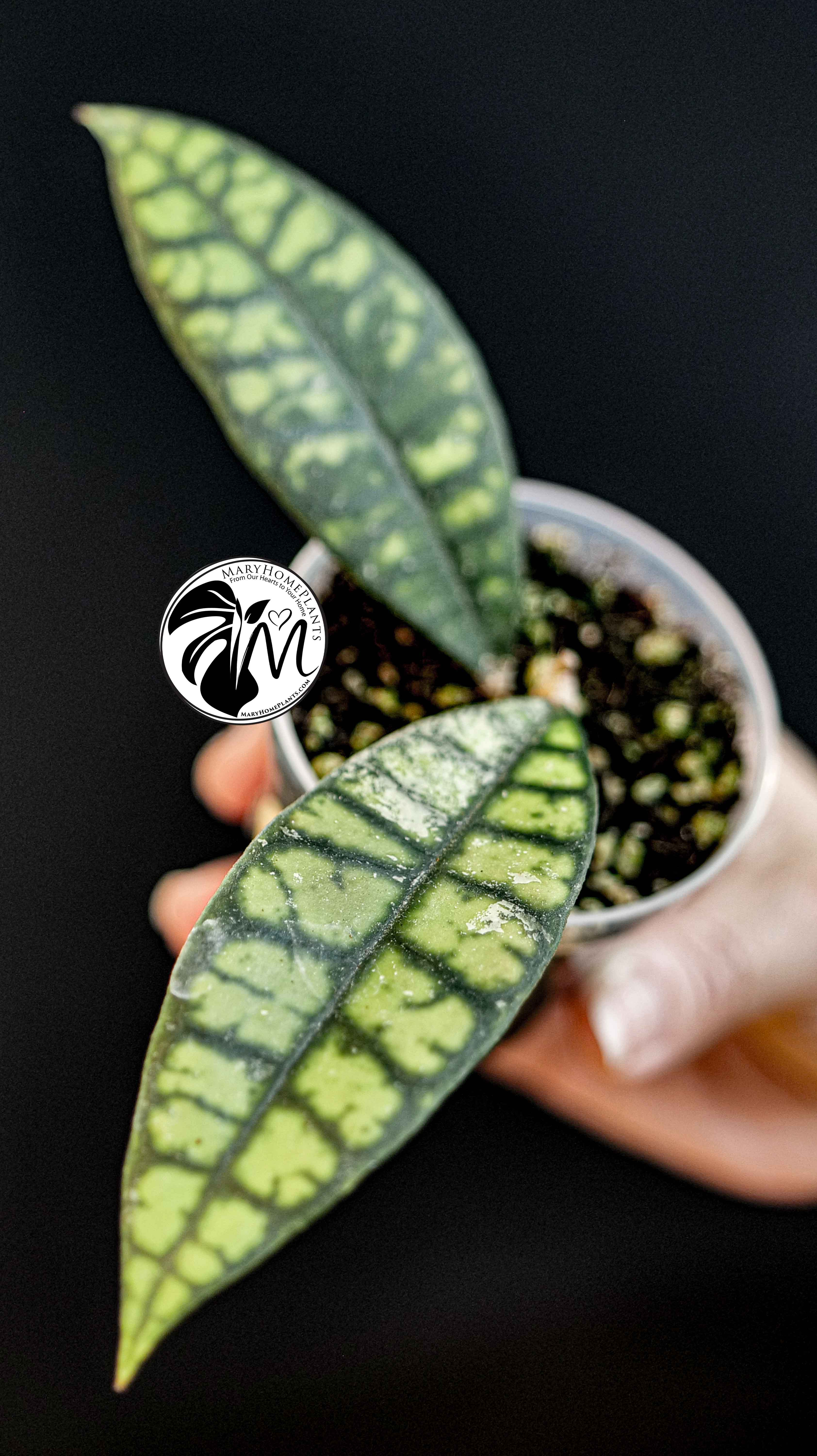 Hoya Black Cat