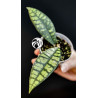Hoya Black Cat
