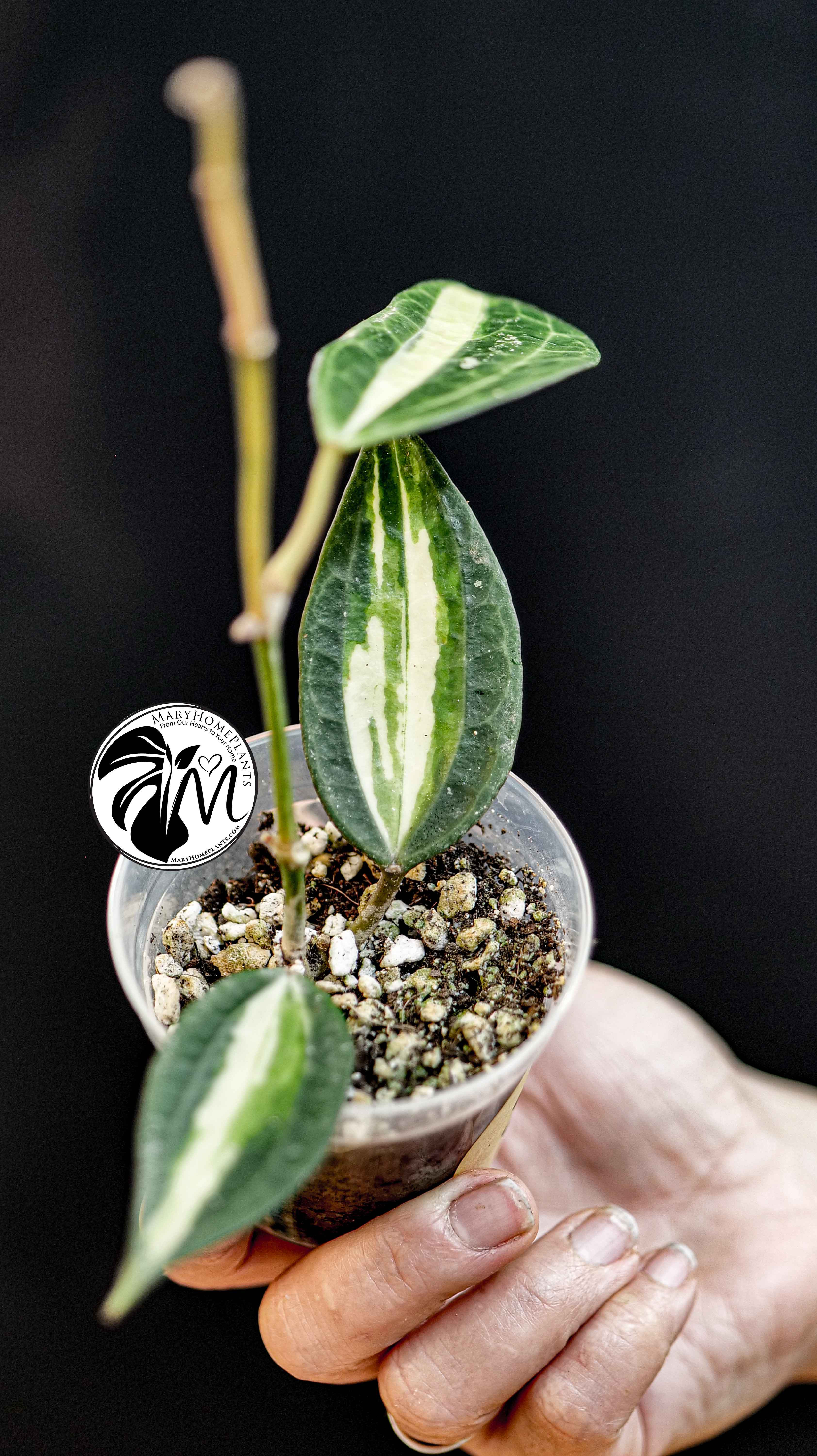 Hoya Latifolia Pot of Gold