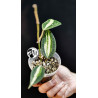 Hoya Latifolia Pot of Gold