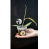 Hoya Latifolia Pot of Gold
