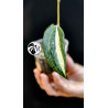 Hoya Latifolia Pot of Gold