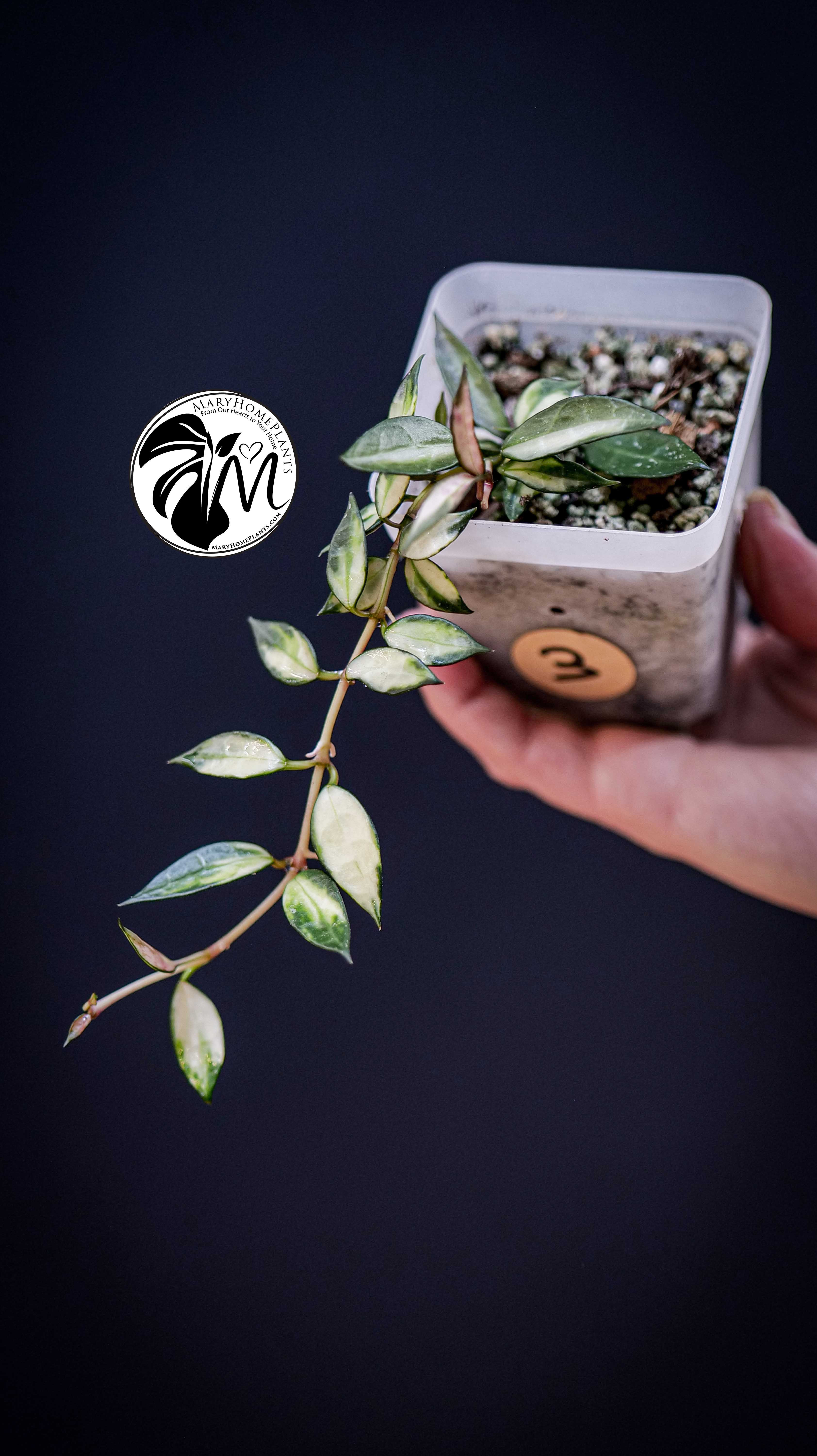 Hoya Lacunosa Inner Variegated