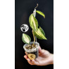 Hoya Latifolia Pot of Gold