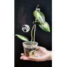 Hoya Latifolia Pot of Gold