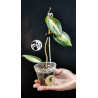 Hoya Latifolia Pot of Gold