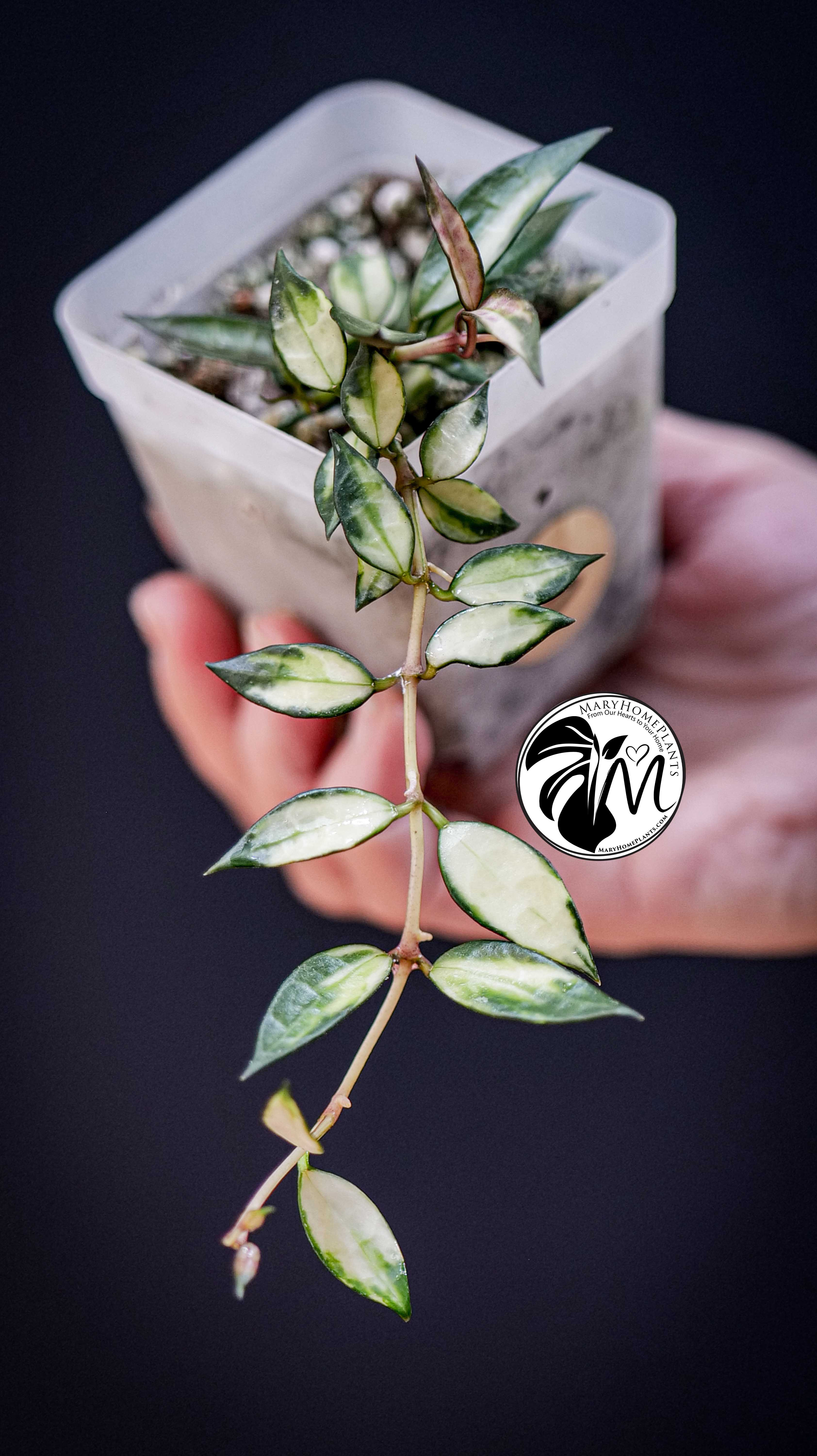 Hoya Lacunosa Inner Variegated