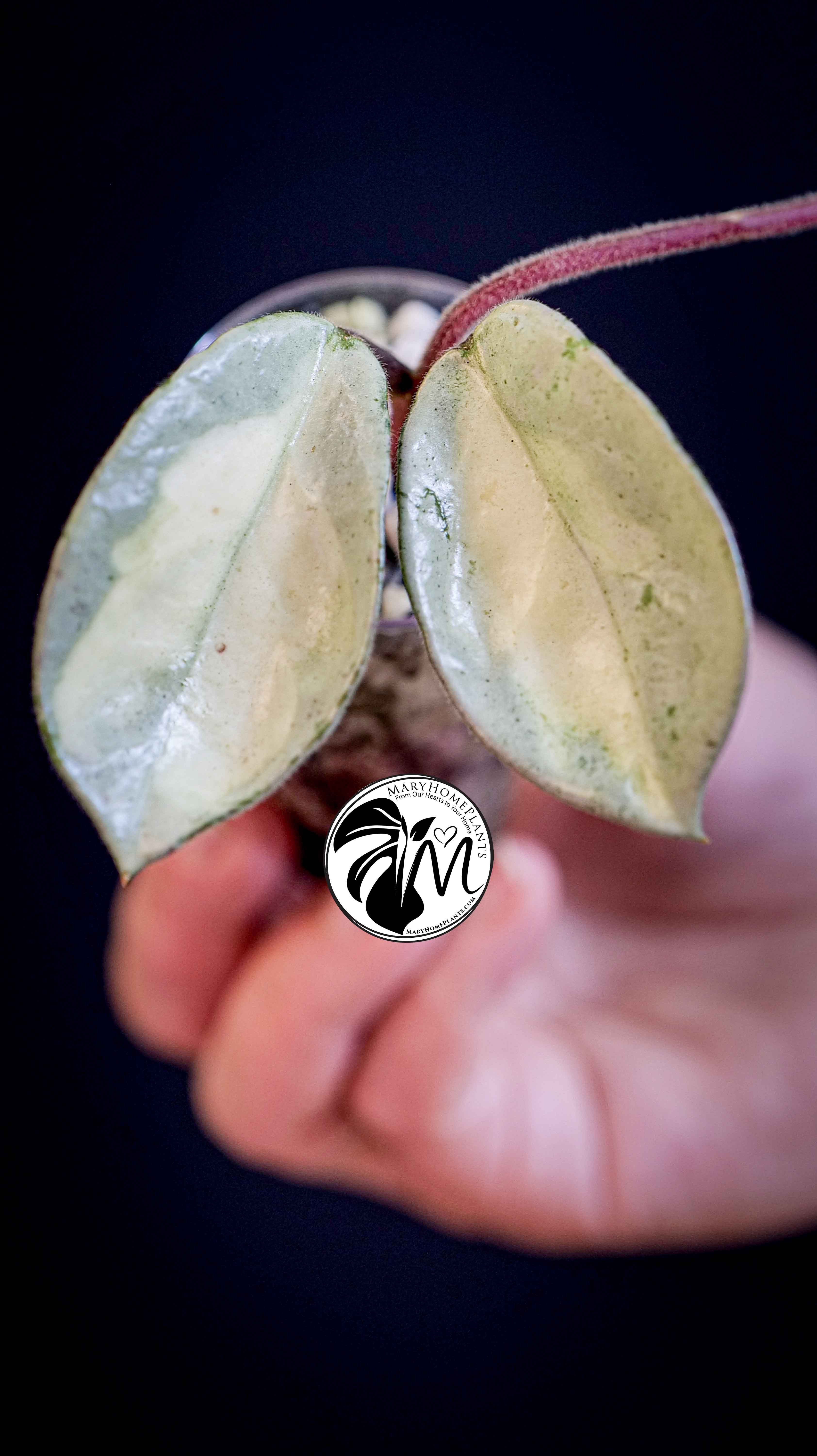 Hoya Argentea Princess