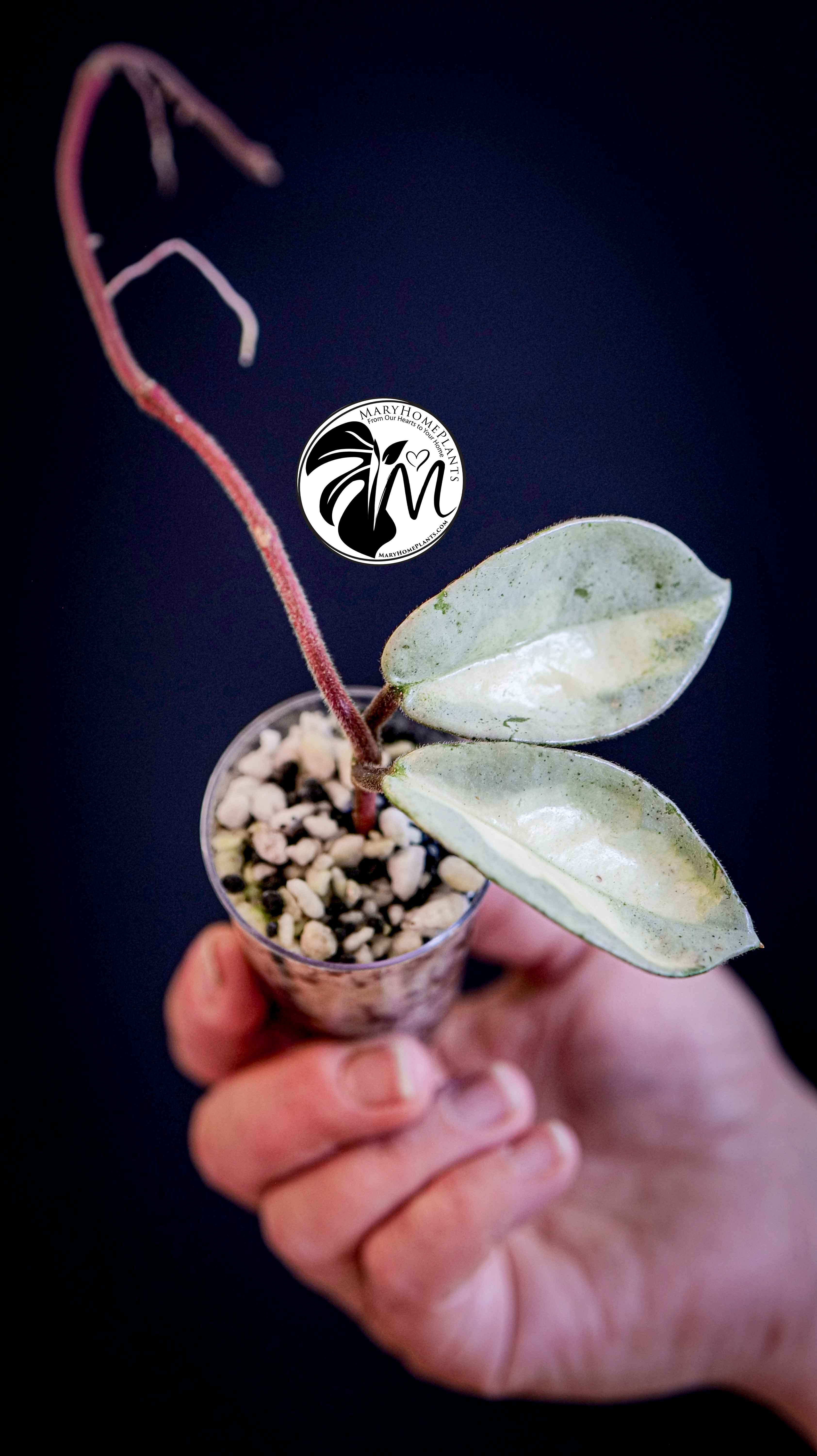 Hoya Argentea Princess