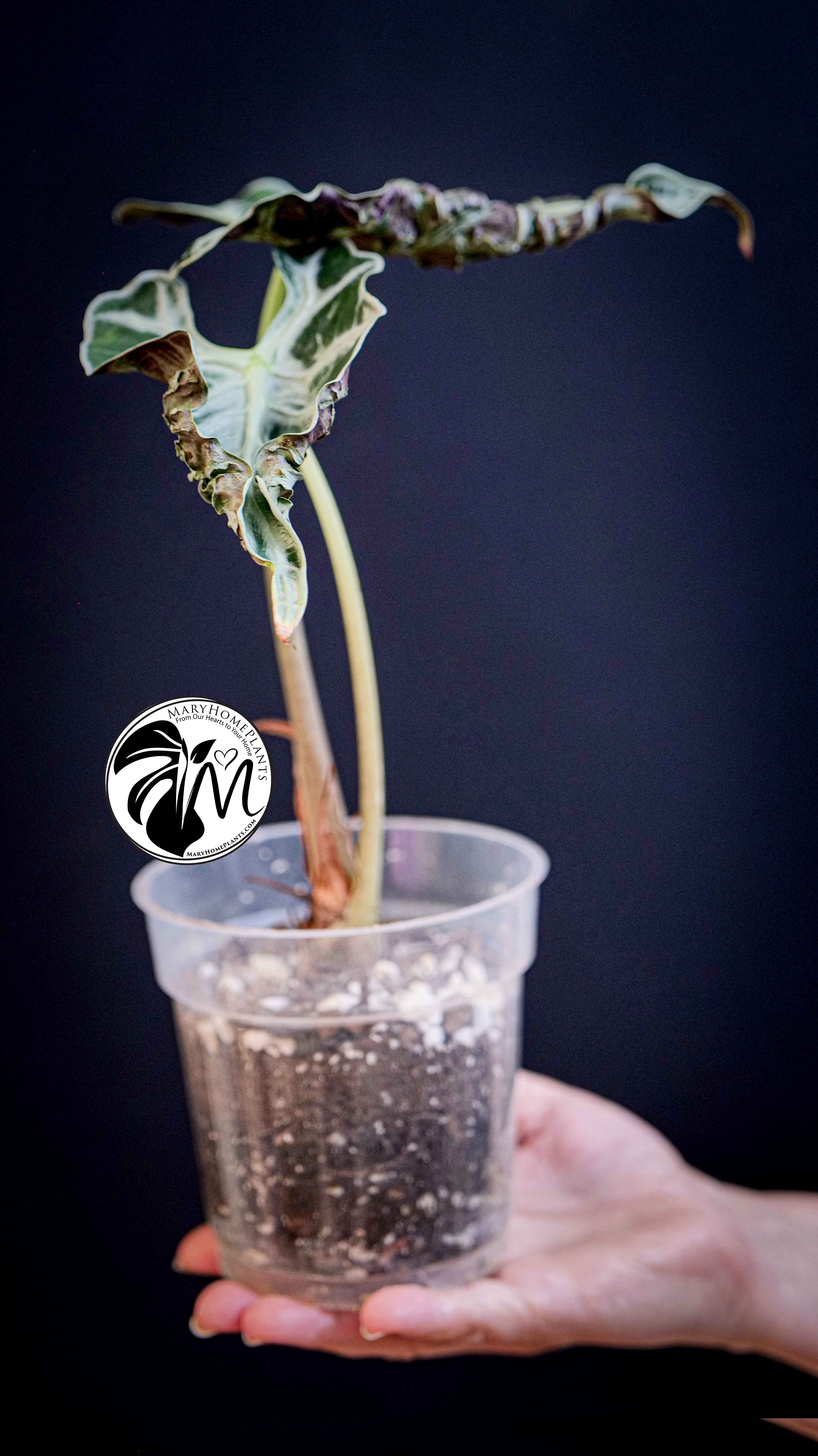 Alocasia Loco