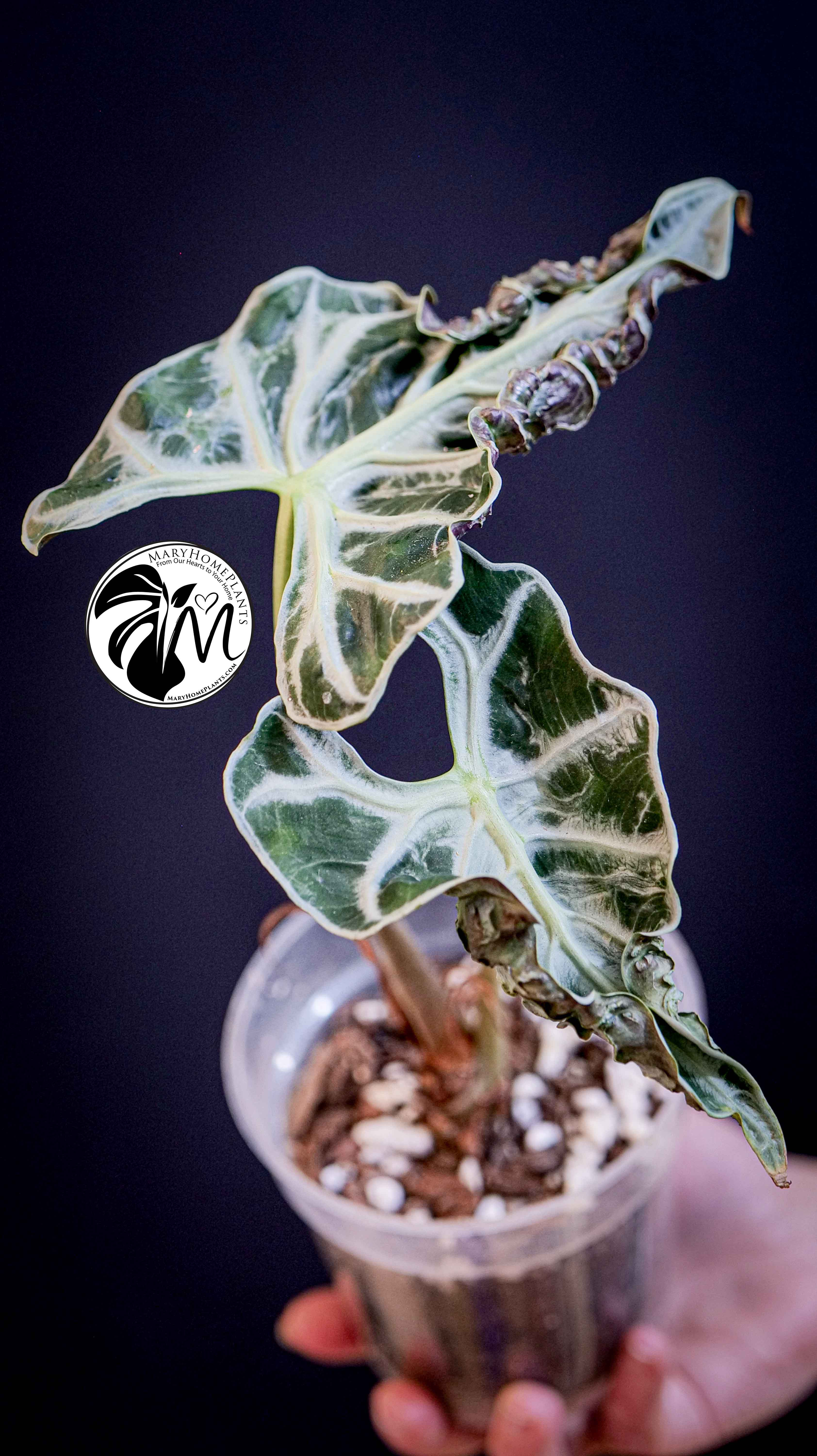 Alocasia Loco