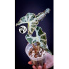 Alocasia Loco