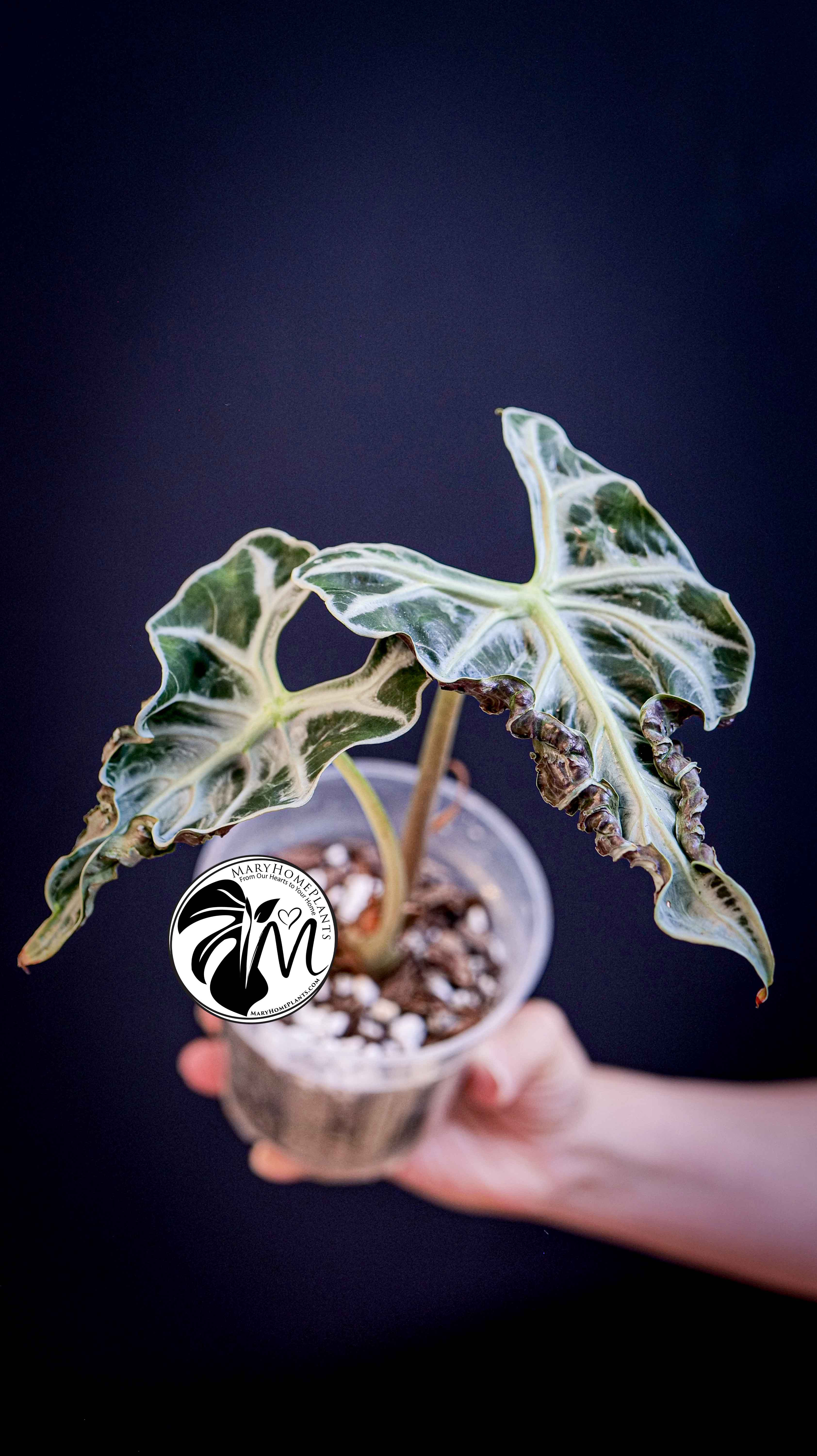 Alocasia Loco