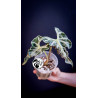 Alocasia Loco
