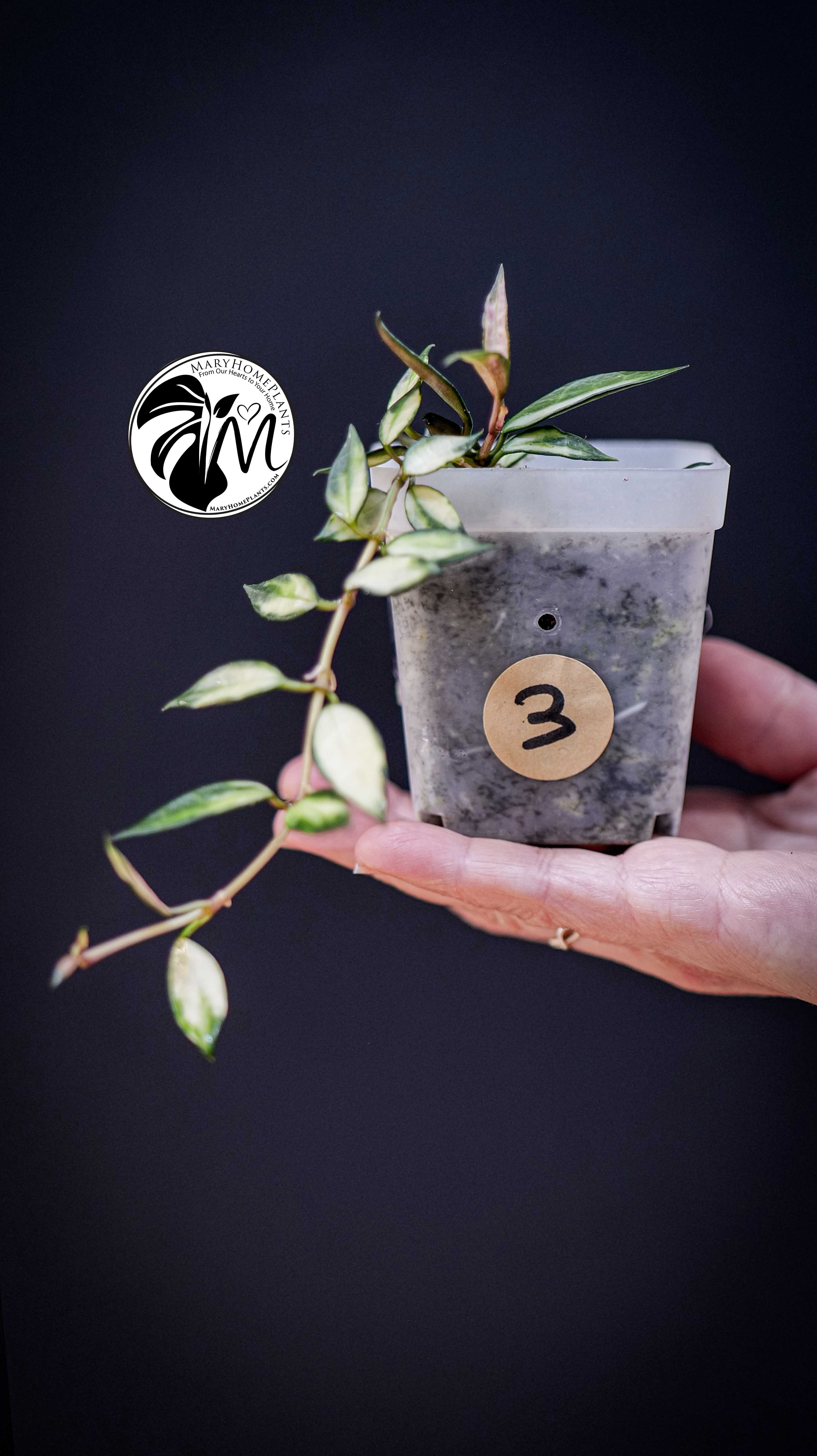 Hoya Lacunosa Inner Variegated