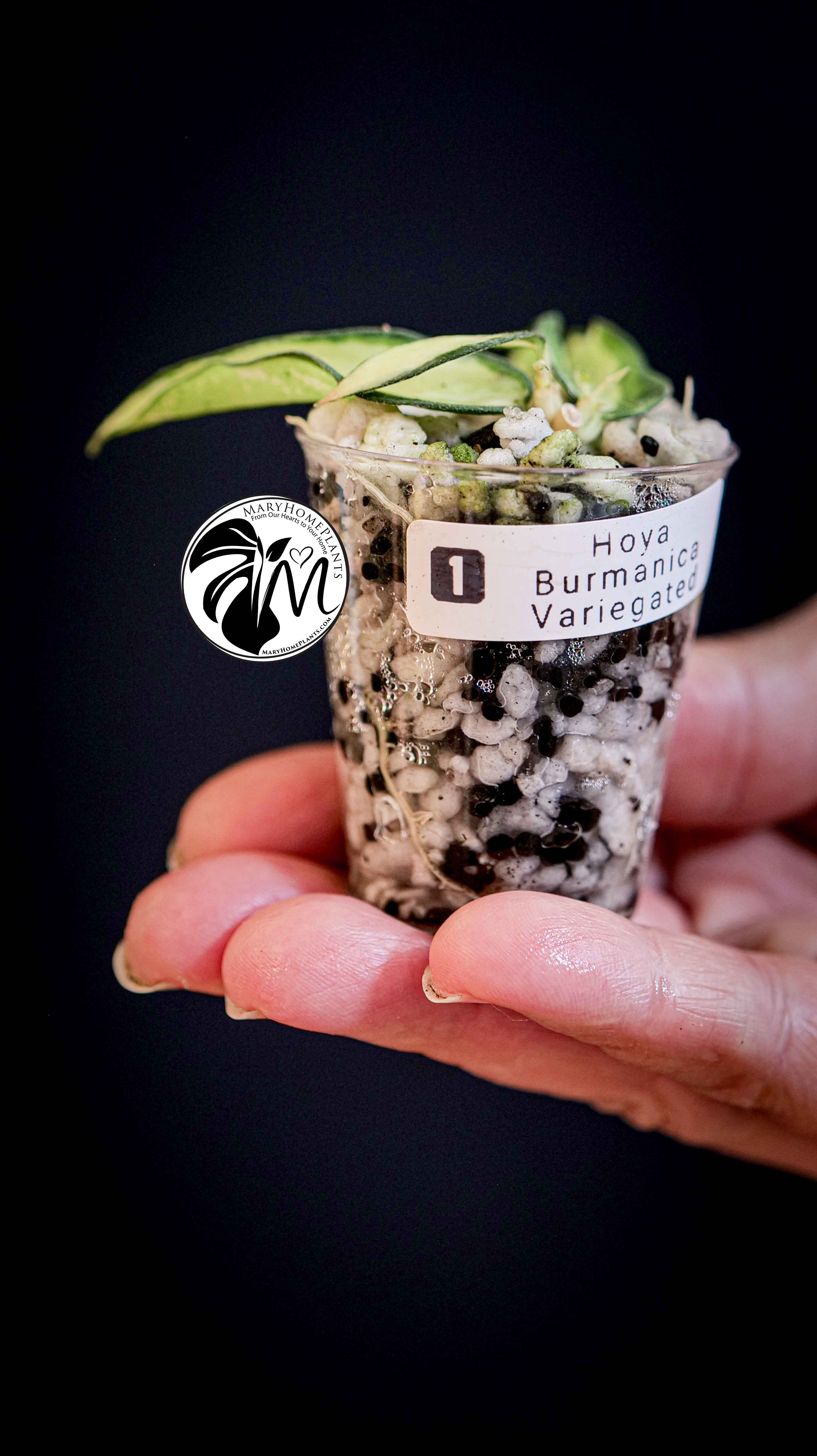 Hoya Burmanica Variegated