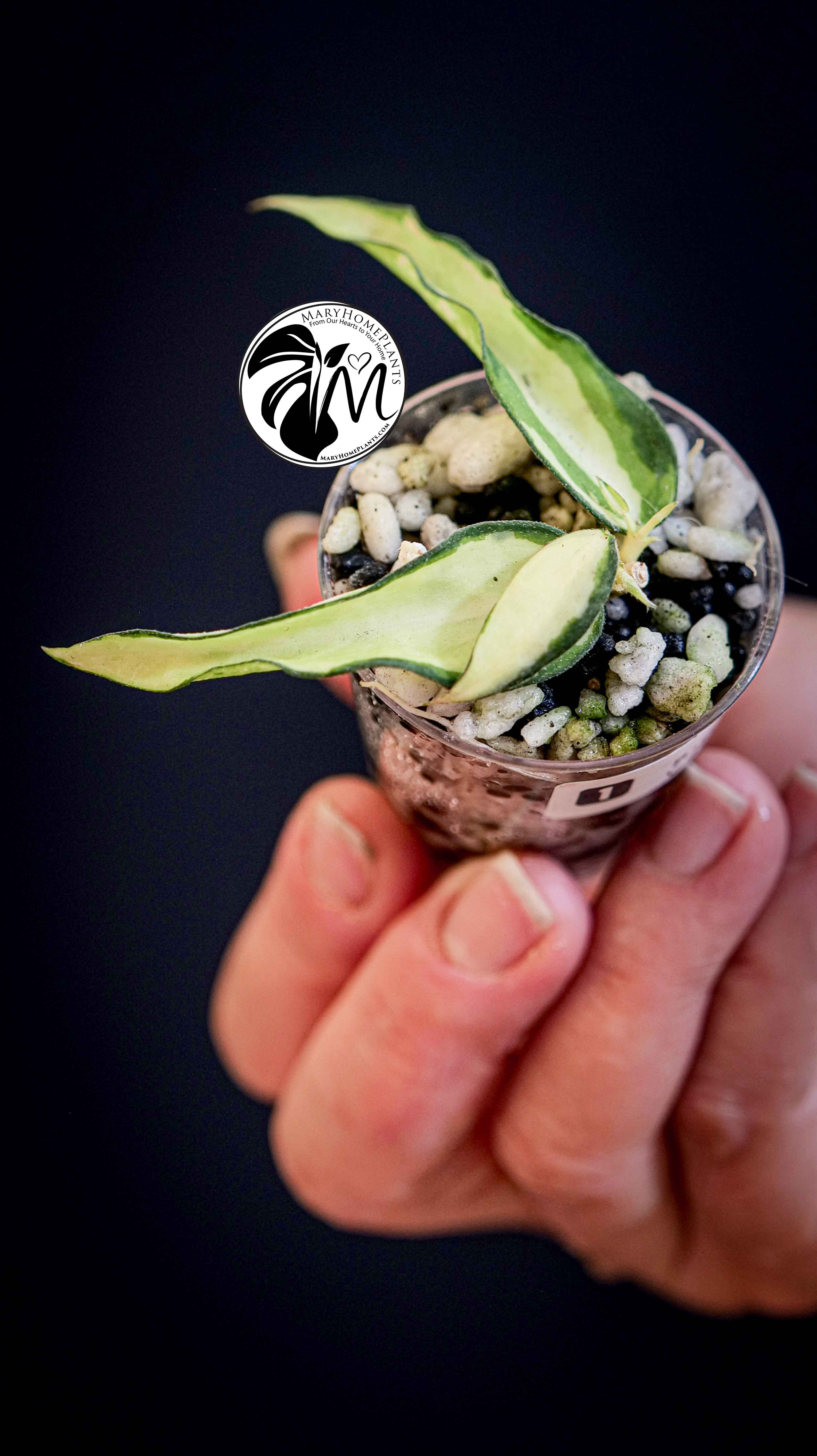 Hoya Burmanica Variegated