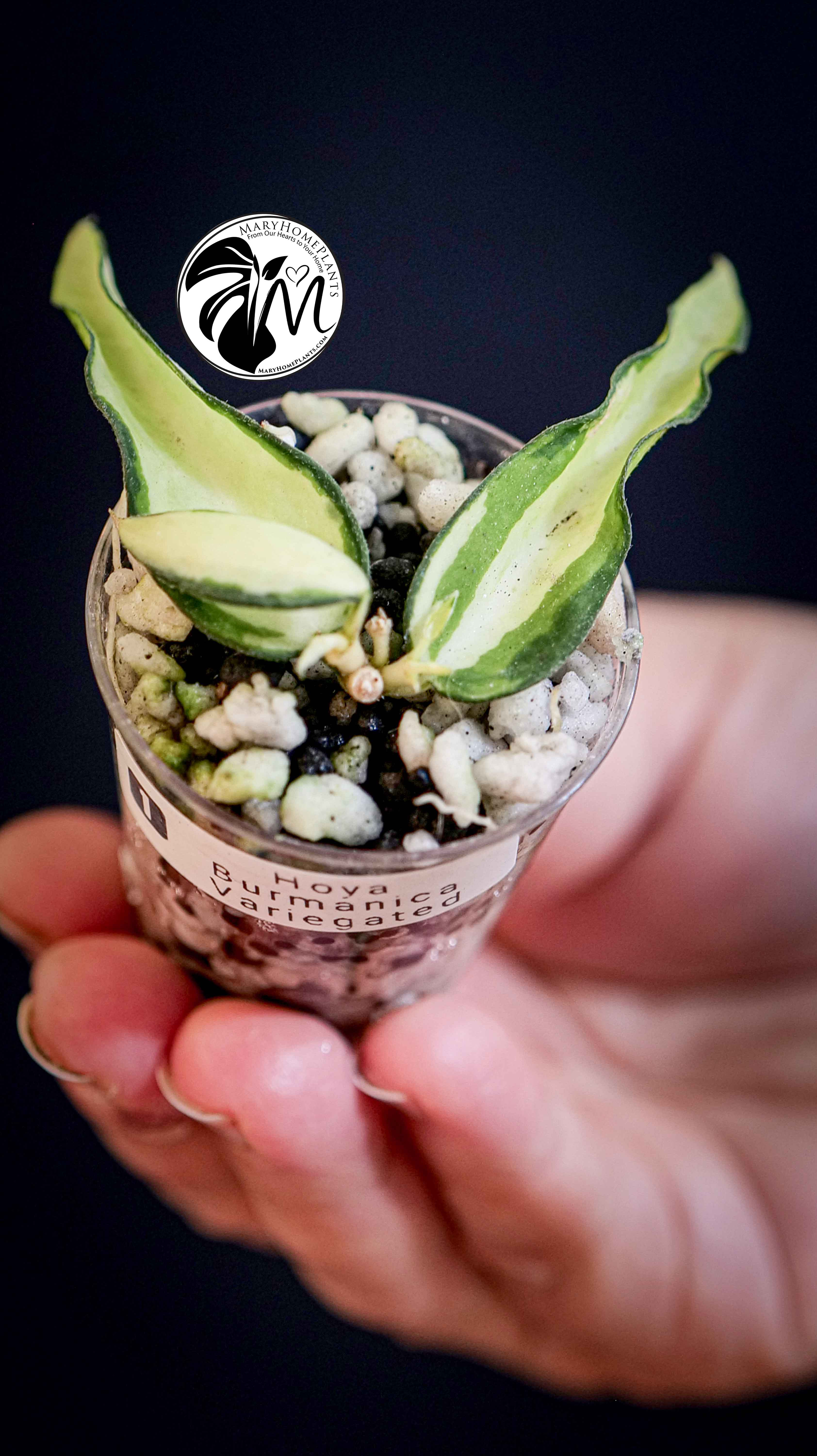 Hoya Burmanica Variegated