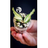 Hoya Burmanica Variegated