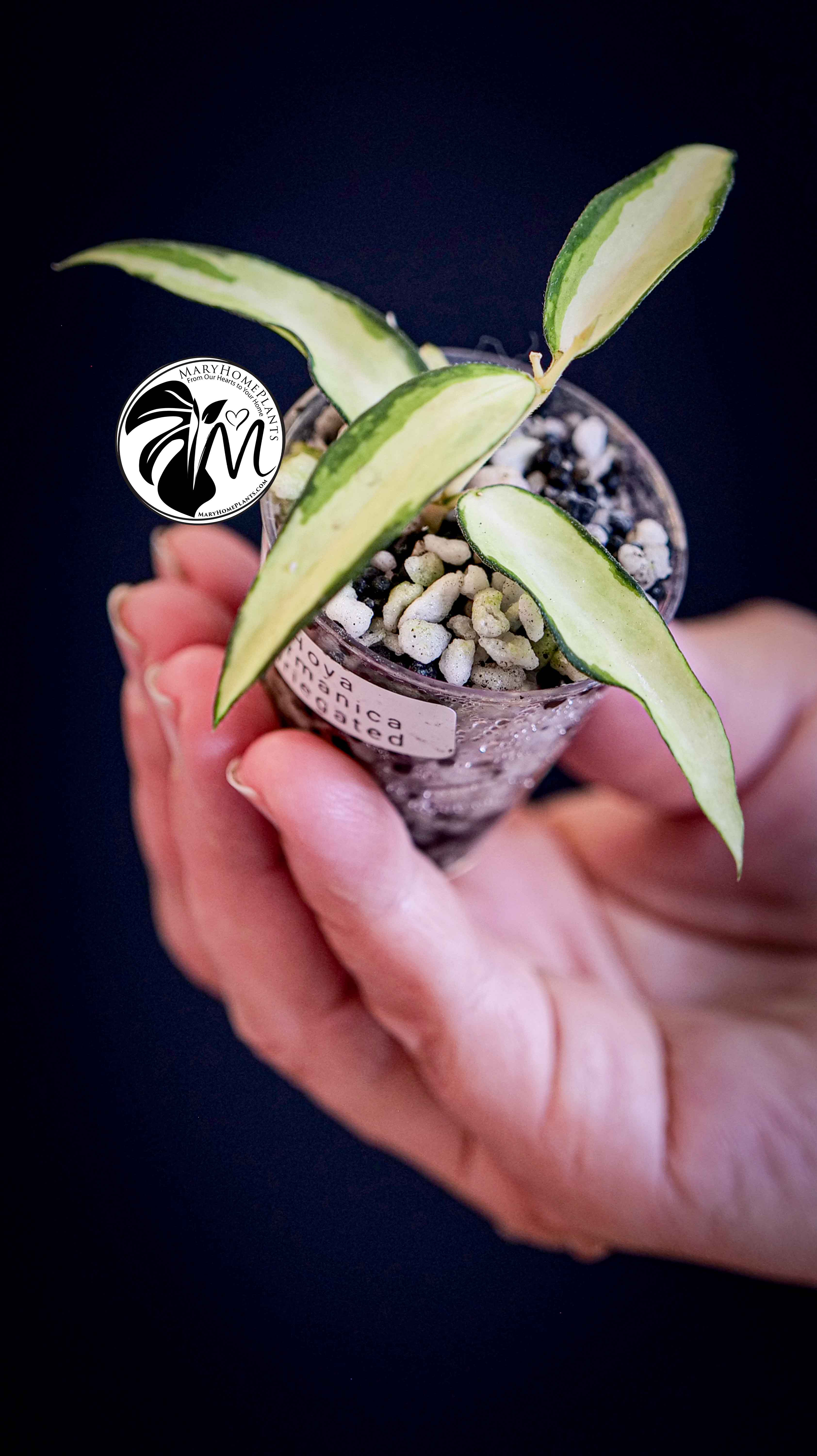 Hoya Burmanica Variegated